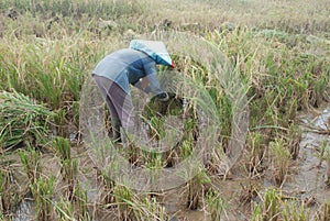 Indonesian woman farmer is harvesting the rice in the paddy field. photo
