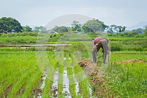 Farmer on the paddy rice