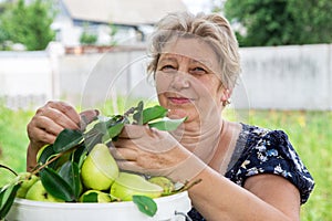 A farmer with a pear crop