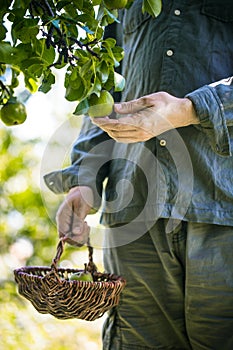 Farmer with Pears. Pears Harvest