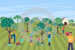 Farmer people character together pick apple large orchard, family farm worker collecting pome tree flat vector