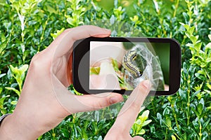 Farmer photographs larva of insect pest on boxtree