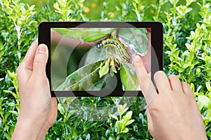 Farmer photographs larva of insect pest on boxwood