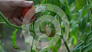 Farmer pick up Cherry tomato harvest in greenhouse. Vegetable farmland ripe fresh tasty vegeculture food ingredients