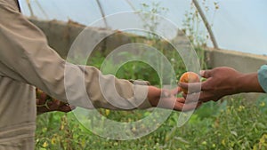 Farmer With Picked Greenhouse Tomatoes,  Bolivia