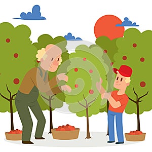 Farmer picking apple harvest to baskets banner vector illustration. Young and old male character harvesting ripe fruit