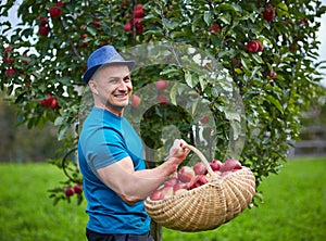 Farmer picking apples in a basket