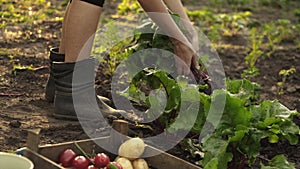 Farmer picking beets and folding in a wooden box on field of organic farm in sunset light