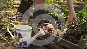 Farmer picking beets and folding in a wooden box on field of organic farm in sunset light.