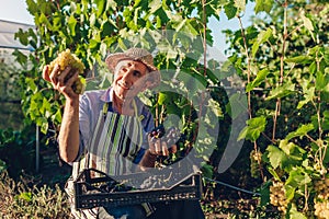 Farmer picking crop of grapes on ecological farm. Happy senior man picking green and blue grapes