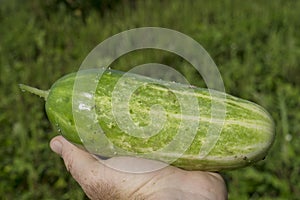 Farmer Picking Cucumbers