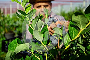 Farmer picking fresh blueberries on a farm