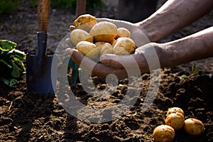 Farmer picking fresh organic potatoes from soil