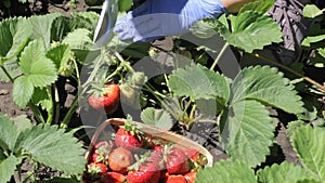 Farmer is picking fresh red ripe strawberries and put them in a wooden basket.