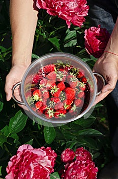 Farmer picking fresh red strawberries in basket on organic strawberry field. Strawberries harvest