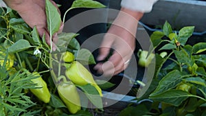 Farmer picking green peppeprs