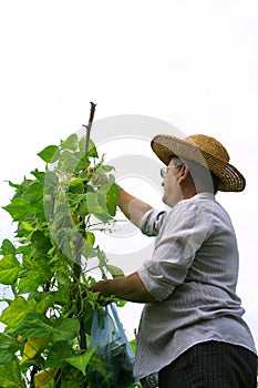 Farmer Picking Haricot