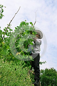 Farmer Picking Haricot