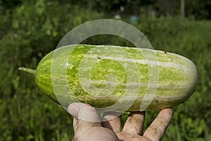 Farmer Picking Organic Cucumbers