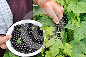 Farmer picking ripe black currant