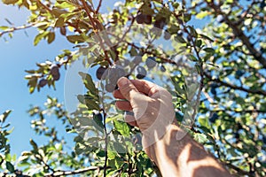 Farmer picking ripe plum fruit tree from the branch in orchard