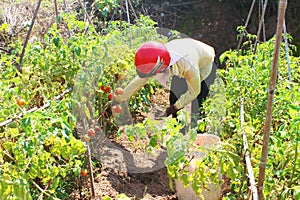 Farmer picking ripe tomato in vegetable garden