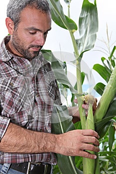 Farmer picking sweetcorn