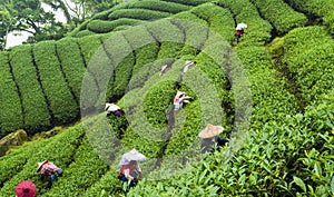 Farmer picking tea leaves in a tea plantation of Taiwan.