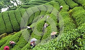 Farmer picking tea leaves in a tea plantation of Taiwan. photo
