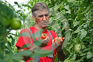 Farmer picking tomato