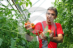 Farmer picking tomato