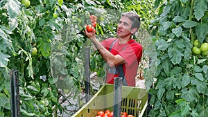 Farmer Picking Tomatoes