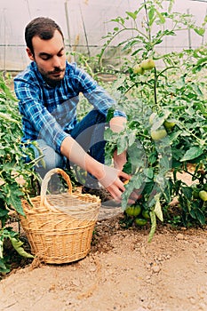 Farmer picking tomatoes in a basket. Tomato vegetables grown at home on a greenhouse vine. Autumn harvest on an organic farm