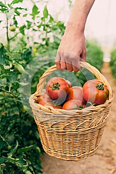 Farmer picking tomatoes in a basket. Tomato vegetables grown at home on a greenhouse vine. Autumn harvest on an organic farm