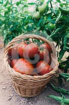 Farmer picking tomatoes in a basket. Tomato vegetables grown at home on a greenhouse vine. Autumn harvest on an organic farm