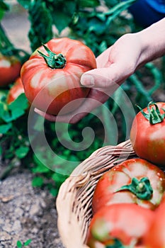 Farmer picking tomatoes in a basket. Tomato vegetables grown at home on a greenhouse vine. Autumn harvest on an organic farm