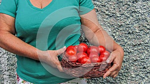 Farmer Picking Tomatoes. Vegetable Growing. Gardening concept