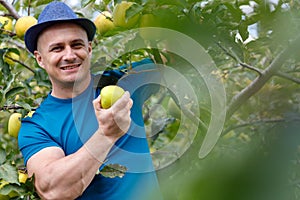 Farmer picking yellow apples