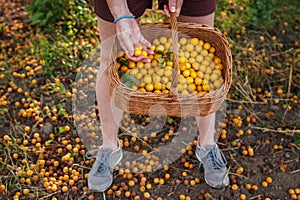 Farmer picking yellow mirabelle plum fruits into wicker basket