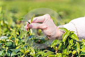 Farmer picks tea leaves in tea plantation