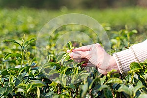 Farmer picks tea leaves in tea plantation