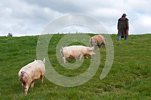 Farmer with pigs