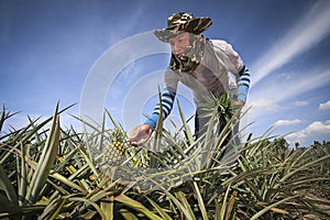 Farmer in pineapple farm