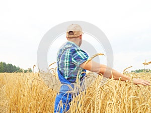 Farmer in a plaid shirt controlled his field.. Shows the wheat h