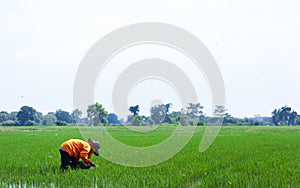 Farmer plant on organic rice fields by planting seedlings