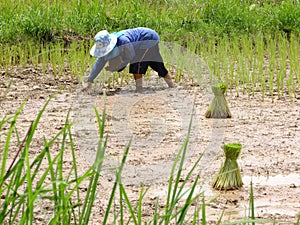 Farmer plant rice alone