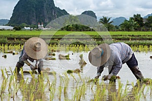 Farmer plant rice seedlings