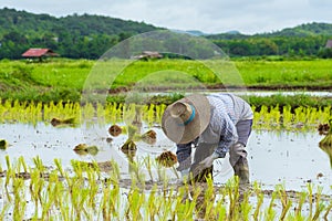 Farmer plant rice sprouts