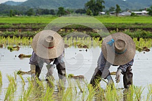 Farmer plant rice sprouts