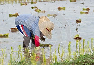 Farmer plant rice sprouts